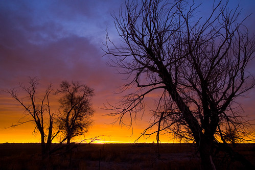 morning autumn trees winter orange clouds sunrise us flora colorado purple unitedstates denver aurora prairie grasslands