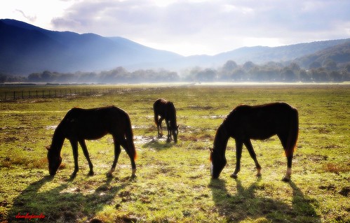 park horses italy panorama parco landscape italia tuscany toscana cavalli grosseto maremma uccellina parcoregionaledellamaremma nikond5000 jambojambo