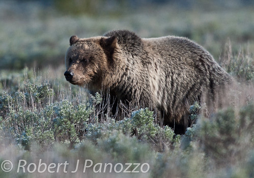 bear cub yellowstonenationalpark yellowstone grizzly grizz grizzlybear autofocus naturesgallery thewondersofnature 100commentgroup mygearandme allnaturesparadise