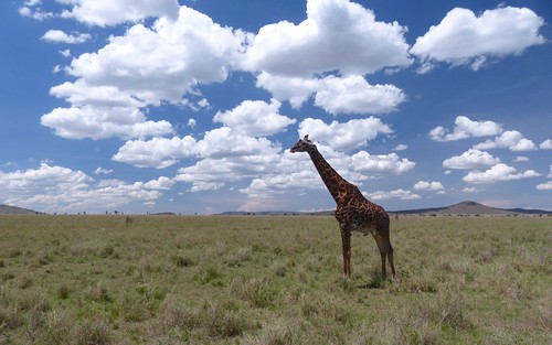 africa travel landscape tanzania wildlife safari giraffe serengeti