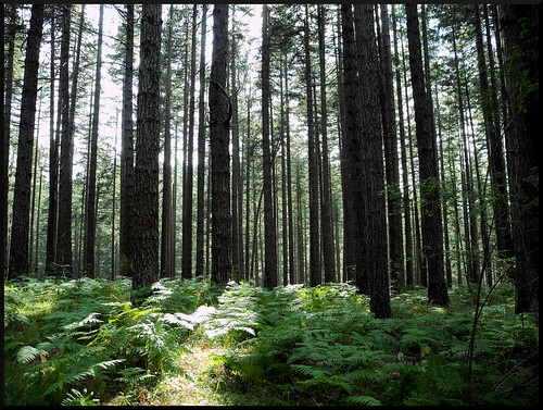 trees alberi forest woods arboles bosque wald floresta forests bosco foresta bosques arboleda conifere boschi foreste
