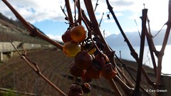 Le vignoble de Lavaux près d'Epesses, appellation Calamin (2012-12-26 -25)