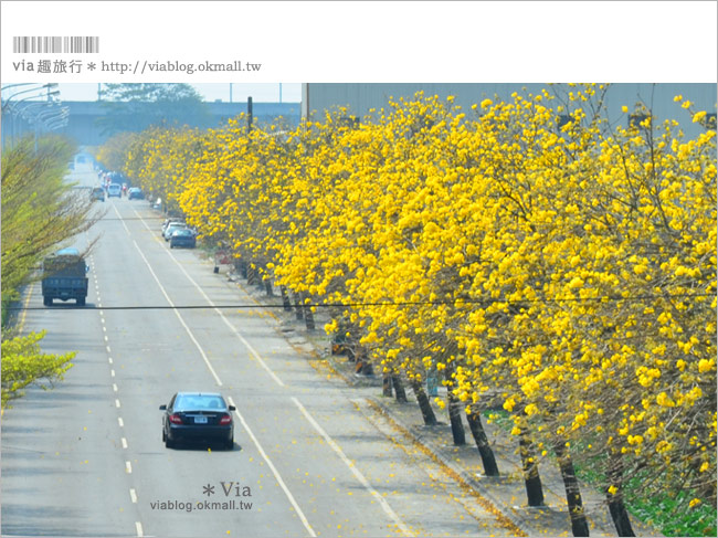 【黃金風鈴木】台灣最美、最長的黃金之路！就在彰化溪州台一線～26