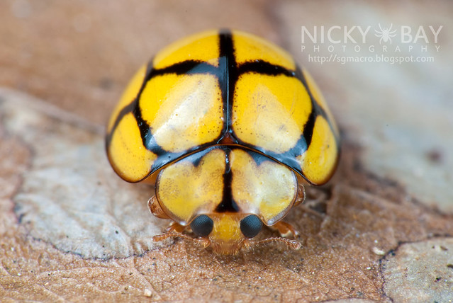 Ladybird (Coccinellidae) - DSC_9400
