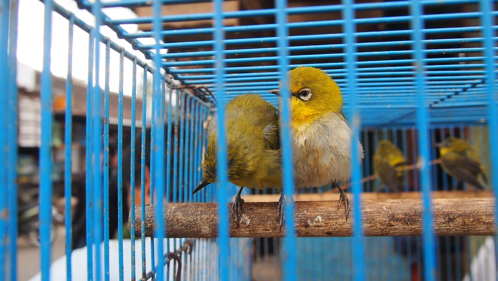 Bird market, Malang
