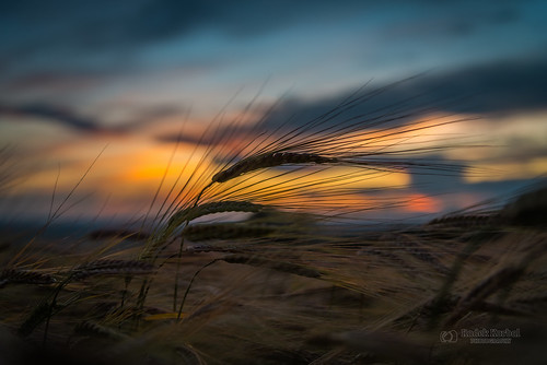 tbnate nikon nikond750 d750 sunset field wheat sky outdoor outside garrowby eastridingofyorkshire yorkshire clouds dusk lights nature sun