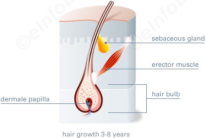 anagen phase-reason behind hair loss