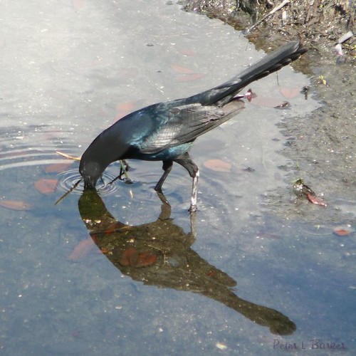 reflection bird nature pond waterbird symmetry polarisingeffect