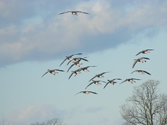WWT Slimbridge: Greylag Geese (Gloucestershire)