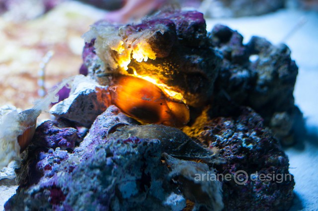 Illuminated shark egg