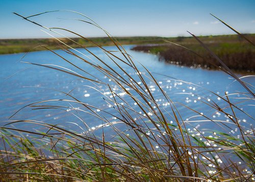 blue sky fish green beach water grass relax landscape fishing soft texas unitedstates wildlife ducks sparkle wetlands wilderness freeport f40 nikon50mm nikond600