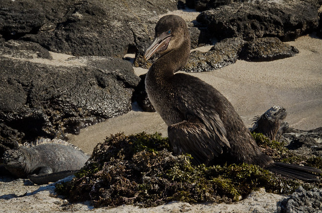 Galapagos Birds: Flightless Cormorant