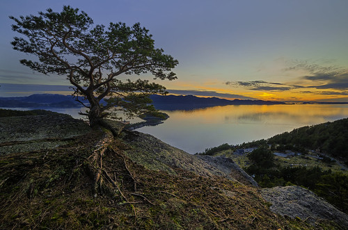 sunset norway pinetree evening colours hill fjord
