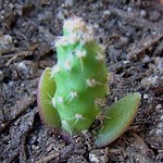cactus seedling