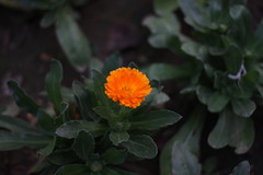 菊花chrysanthemum