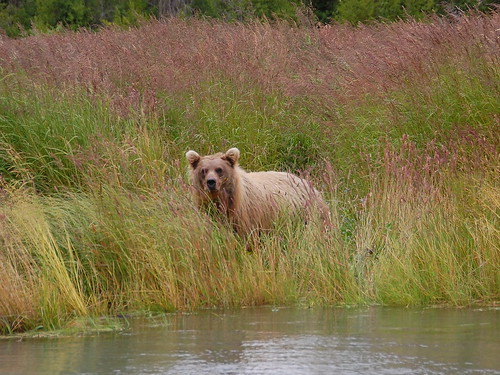 grizzly in Alaska