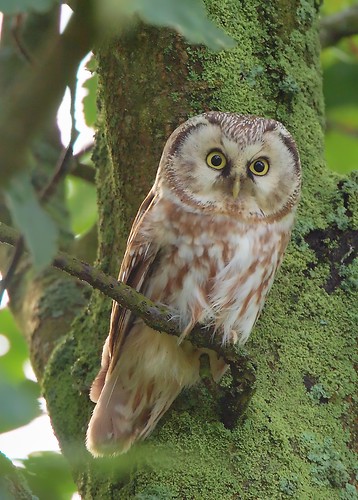 Boreal Owl or Tengmalm's owl (Aegolius funereus) | Author: Stefan Berndtsson · Creative Commons: Attribution 2.0 Generic