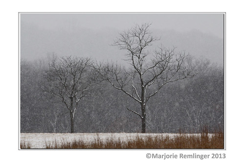 trees winter snow cold ice creek canon landscape outdoors moody wildlife management area middle wma sleet wintery 60d