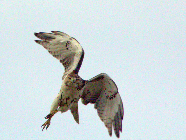 Red-tailed Hawk in flight 20130110
