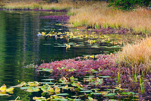 travel flowers usa lake nature water landscape geotagged nikon yellowstonenationalpark yellowstone wyoming ynp pads southtwinlake d700 70300mmf28vrii