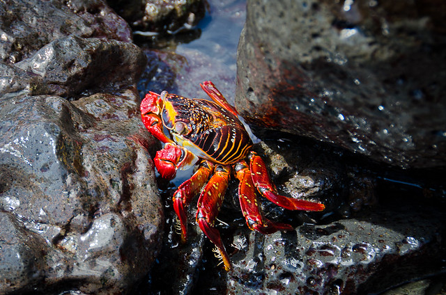 Galapagos: Sally Lightfoot Crab