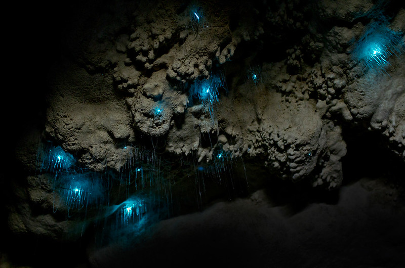 Glow worms in 'Tunnel Cave' - Fenian caves area - Oparara Valley
