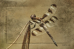 Petrified Dragonfly