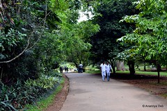 Peradeeniya Botanical Gardens, Sri Lanka, April 2012