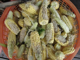 環頸雉吃過的玉米，僅剩的玉米粒以兩倍價格收購。（圖片來源：里拔哈生態農場）