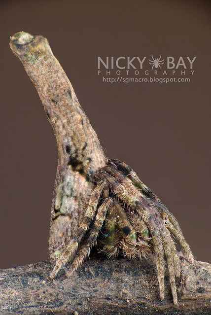 Tree Stump Orb Weaver Spider (Poltys elevatus) - DSC_9441