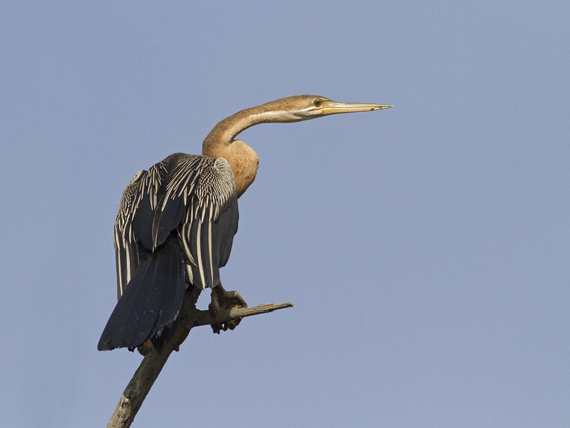 Birding Gambia
