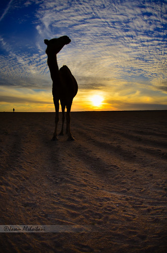 light sunset sky love clouds camel arabian hss flickraward