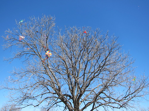 kites, kites in a tree IMG_3110