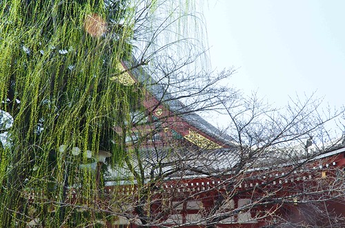Sensoji Temple Weeping Willow