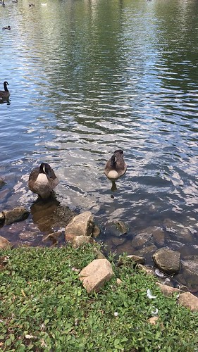 ducks geese water pond