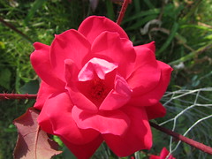 a type of flower, often sterile, which has double the normal amount of petals, arranged in 2-3 rows