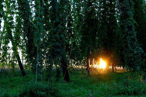 sunset sky sun nature germany garden landscape bayern bavaria hops niederbayern