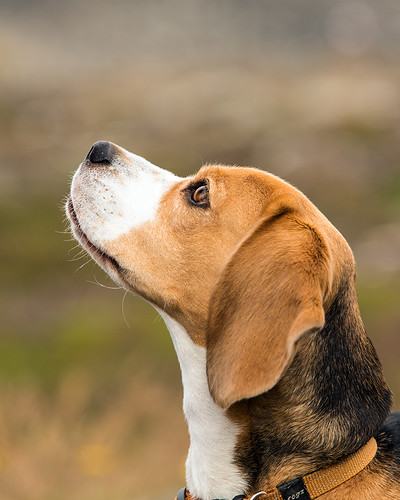 portrait dog pet white cute beagle animal closeup outside mammal outdoors one looking view outdoor side details profile tan hound adorable canine single looks breed domesticated lovable canidae