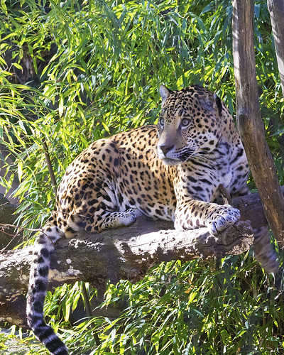jaguar cat bigcat zoo sacramentozoo zooanimal sacramento animal grimeshome davidgrimesphotography davidgrimesphotographer grimeshomephotography