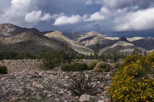 arizona cactus clouds desert whitetankmountainregionalpark waddell unitedstates