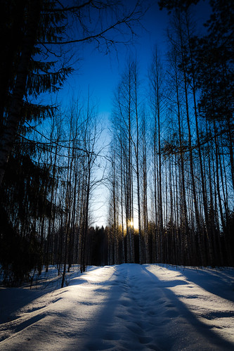 trees winter sunset shadow tree nature forest suomi finland shadows sunsets talvi forests luonto auringonlasku shadowdance varjo varjot winter2013 otamus mattiollikainen mazahito talvi2013