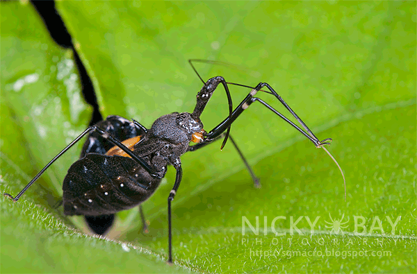 Assassin Bug (Reduviidae) - DSC_1331