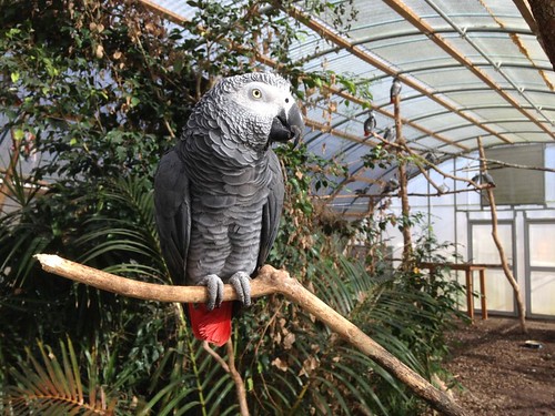 African Grey Parrot Aviary: Discover the Ultimate Sanctuary