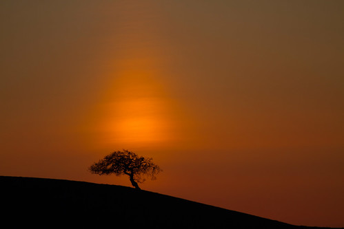 sunset orange tree night cloudy sanbenitocounty canon7d