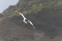 Red-billed Gull (Chroicocephalus scopulinus)