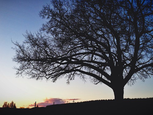 trees sunset silhouette oregon iphone afterlight iphone5 procamera vsco vscocam uploaded:by=flickrmobile flickriosapp:filter=nofilter wheatlandwineries