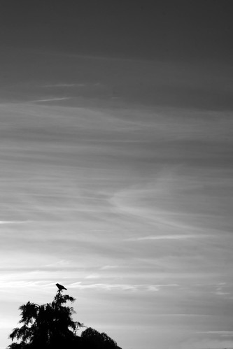 sky bw white black tree bird silhouette sunrise