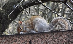 a short chat with a squirrel 05
