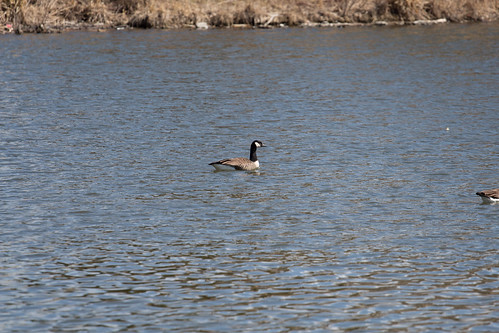 bird water swimming duck spring pond unitedstates pennsylvania ducks malard sayre sayrepa malemalard
