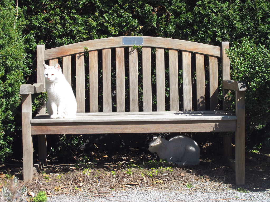 Swindler Cove Park Cats